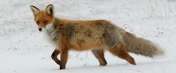 Szczepienie lisów przeciw wściekliźnie