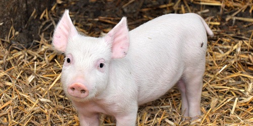 Od 18 października 2016 r. zmieniają się przepisy dotyczące identyfikacji i rejestracji zwierząt