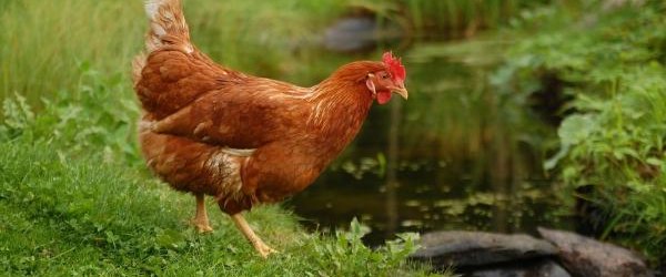 Informacja dla hodowców drobiu dotycząca wysoce zjadliwej grypy ptaków