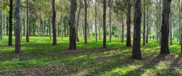 Informacja Dyrektora Zespołu Parków Krajobrazowych Województwa Małopolskiego