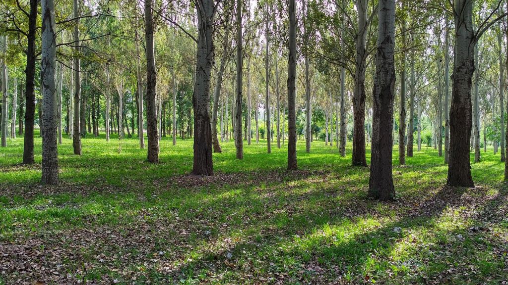Informacja Dyrektora Zespołu Parków Krajobrazowych Województwa Małopolskiego