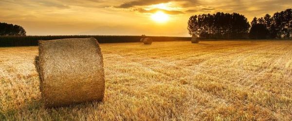 Statystyczne Badania Rolnicze w 2017 roku