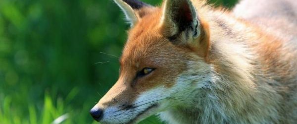 Komunikat Małopolskiego Wojewódzkiego Lekarza Weterynarii