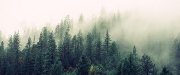 Harmonogram pracy pracowników Nadleśnictwa Piwniczna