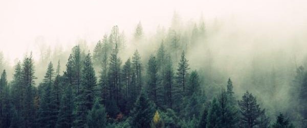 Harmonogram pracy pracowników Nadleśnictwa Nawojowa i Piwniczna