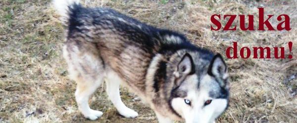 Pomóż znaleźć dom dla psów ze schroniska