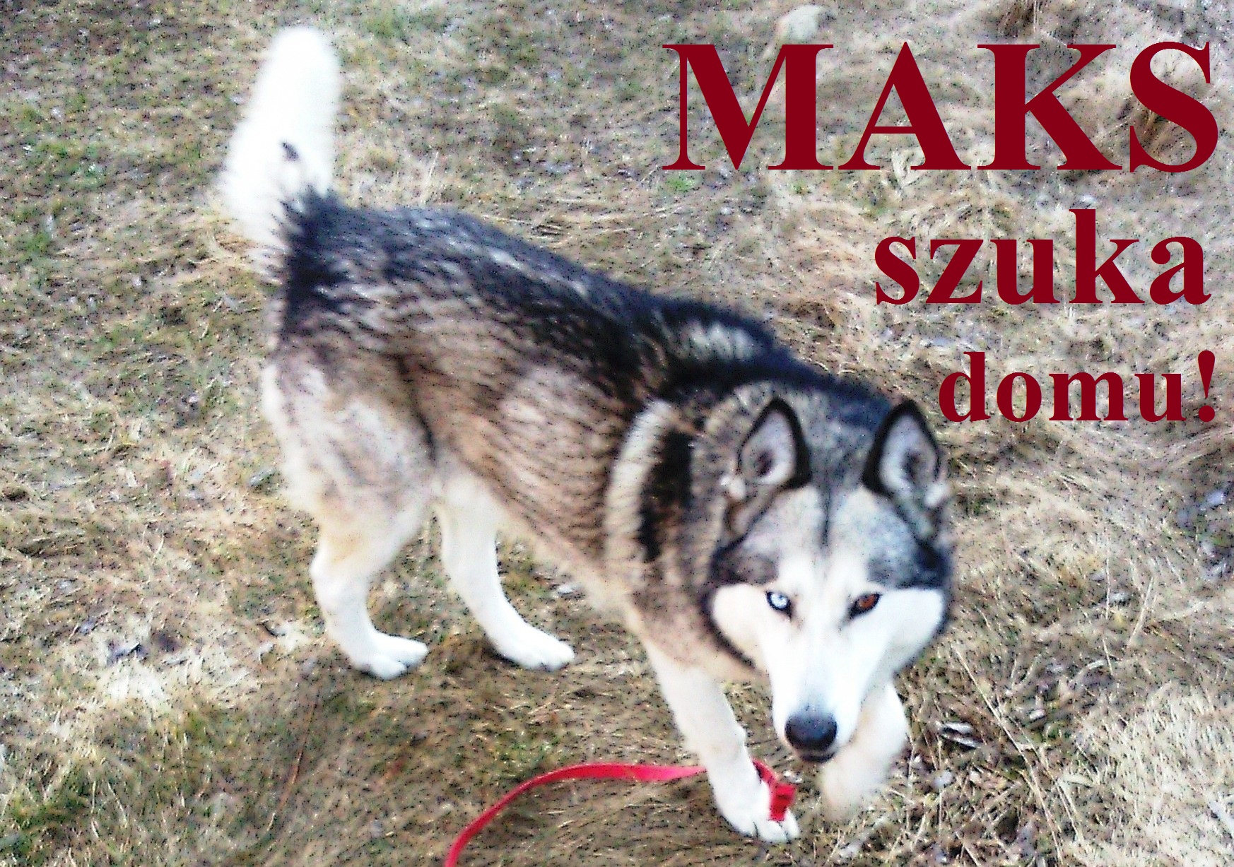 Pomóż znaleźć dom dla psów ze schroniska