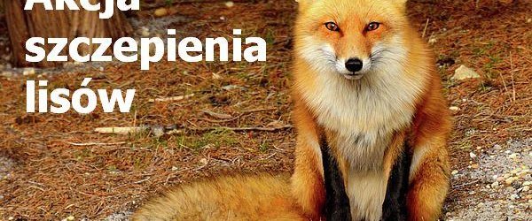 Komunikat Małopolskiego Wojewódzkiego Lekarza Weterynarii w Krakowie o ochronnym szczepieniu lisów wolno żyjacych przeciw wściekliźnie