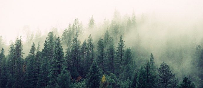 Harmonogram pracy pracowników Nadleśnictwa Nawojowa