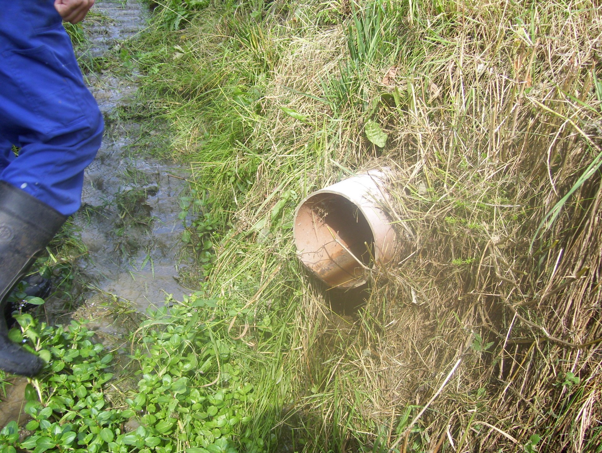 Straż Miejska kontroluje