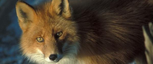 KOMUNIKAT MAŁOPOLSKIEGO WOJEWÓDZKIEGO LEKARZA WETERYNARII  W KRAKOWIE