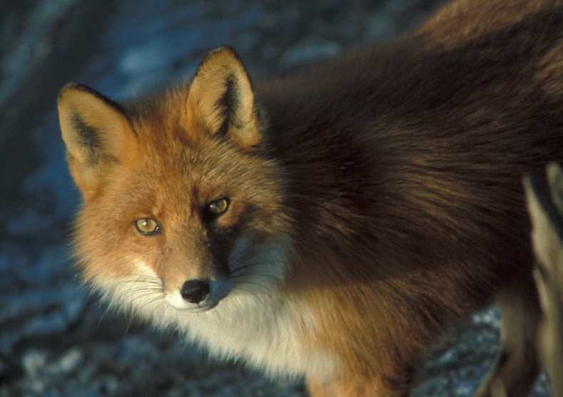 KOMUNIKAT MAŁOPOLSKIEGO WOJEWÓDZKIEGO LEKARZA WETERYNARII  W KRAKOWIE